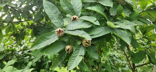 medlar aa.jpg
